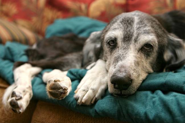 Alter Hund liegt auf Couch - Regenbogenbrückenkongress online; 09. - 14.10.2023 