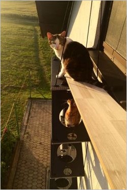 Katzentreppe - befestigt am Fenstersims