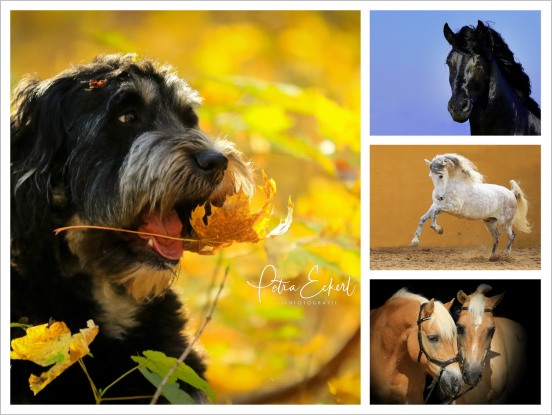 Collage mit Tierfotos von Petra Eckerl