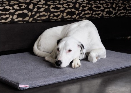 Hund liegt auf einem Orthopädischen Hundebett von piccobello  