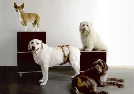 Vier Hunde mit Hundewindeln  von piccobello bei Inkontinenz  