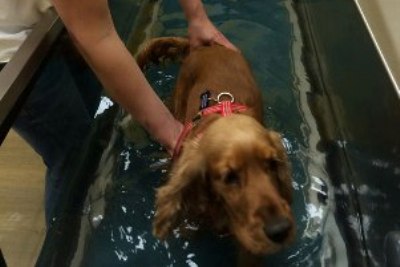 Hund im Unterwasserlaufband 