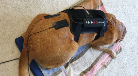Lasertherapie beim Hund