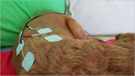 Hund bei der Elektrotherapie 