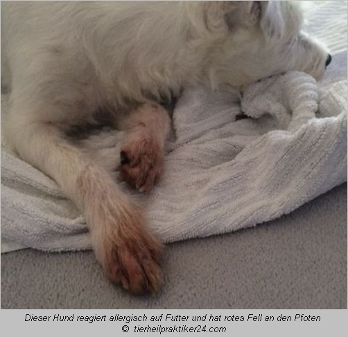 Weißer Hund mit roten Fell an den Pfoten, er reagiert allergisch auf sein Futter  