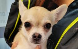  Misshandelter Chihuahua gerettet