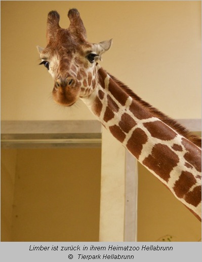 Giraffe Limber im Tierpark Hellabrunn  