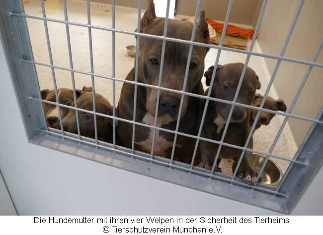 Hundemutter mit ihren vier Welpen am Gitter in der Quarantänestation im Tierheim München