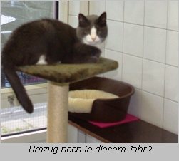 Eine Katze im Münchner Tierheim