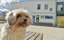 Hund Cassy aus dem Tierheim München