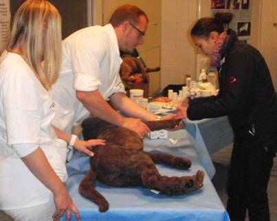 Ein Dummy-Hund wird beim Erste-Hilfe-Kurs verarztet