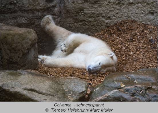 Eisbär Giovanna liegt entspannt in der Anlage in Hellabrunn  