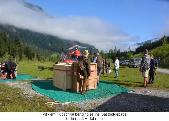 Ankunft des Hubschraubers zur Auswilderung der Alpensteinböcke