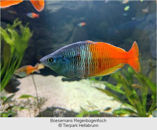 Boesemans Regenbogenfisch  