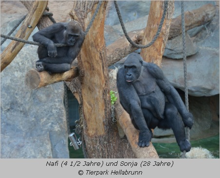 Gorilla-Weibchen Nafi und Sonja Hellabrunn  