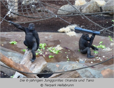 Gorillas Okanda und Tano im Tierpark Hellabrunn  