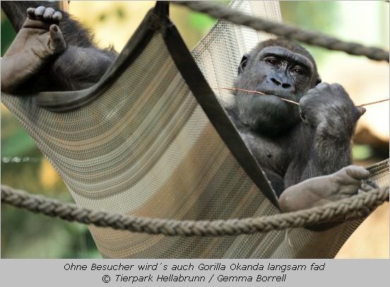 Gorilla Okanda "chillt" in einer Hängematte