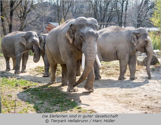 Elefantenherde im Tierpark Hellabrunn 