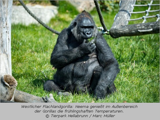 Gorilla sitzt in einer Wiese im Tierpark Hellabrunn 