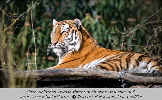Tiger-Weibchen Ahimsa thront auch ohne Besucher auf ihrer Aussichtsplattform
