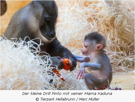 Drill-Baby Pinto mit Mama Kaduna  