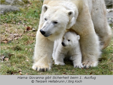Eisbärenbaby zwischen den Beinen von Mama Giovanna im Tierpark Hellabrunn  