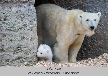 Eisbären-Baby mit Mama Giovanna lugt aus der Höhle heraus