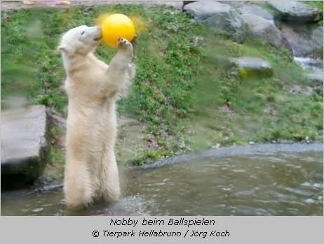 Eisbär Nobby spielt mit einem gelben Ball