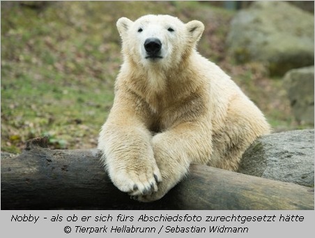 Eisbär Nobby  im Tierpark Hellabrunn 2016
