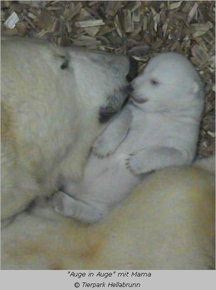 Eisbären-Baby sieht Mama Giovanna in die Augen