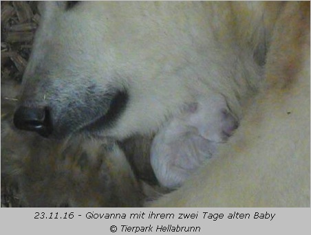 Eisbärin Giovann mit ihrem Baby am 23.11.16 