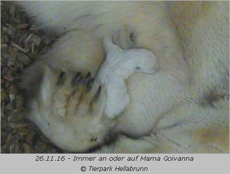Eisbärin Giovanna mit ihrem Baby am 26.11.16 