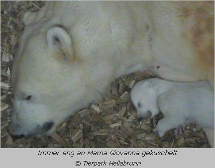 Eisbären-Baby mit Mama Giovanna im Tierpark Hellabrunn 