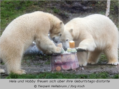 Eisbären Nobby und Nela Hellabrunn schlecken an der Geburtstags-Eistorte