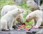 Eisbärenzwillinge mit Mama Giovanna
