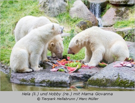 Eisbären beim Obstessen in Hellabrunn 2015 