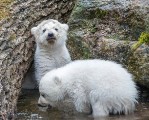 Eisbärenbabys erster Ausflug  