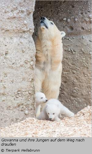 Eisbärenbabys erster Ausflug - Tierpark Hellabrunn 2014 