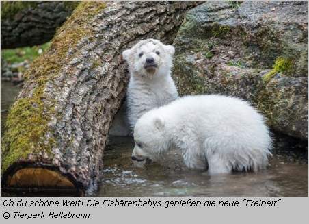 Eisbärenbabys erster Kontakt mit dem kühlen Nass