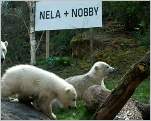 Eisbärentaufe im Tierpark Hellabrunn 2014 