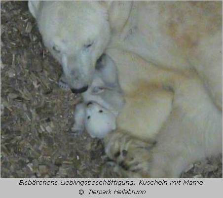 Eisbären-Baby  mit Mama Giovanna im Tierpark Hellabrunn 2017  