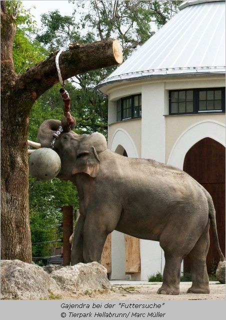 Elefant holt Futter vom Baum