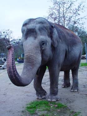 Elefantendame Tina - Hellabrunn 2012