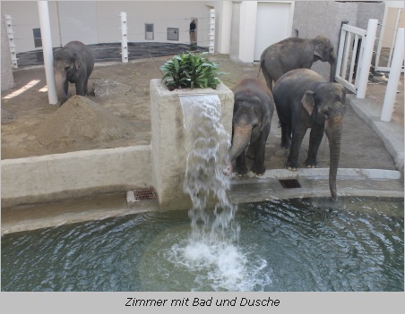 Die Elefantenkühe in der neuen Halle im Elefantenhaus in Hellabrunn