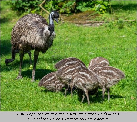 Emu-Nachwuchs in Hellabrunn 2014 