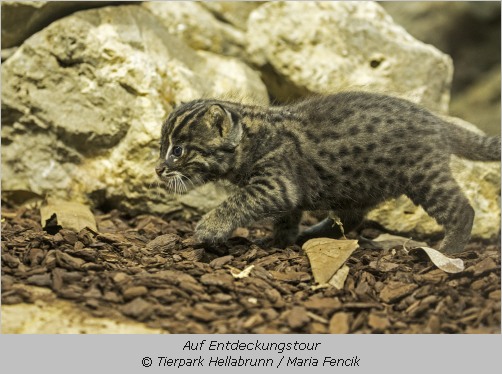 Fischkatzen-Nachwuchs auf Entdeckungstour in der Hellabrunner Dschungelwelt