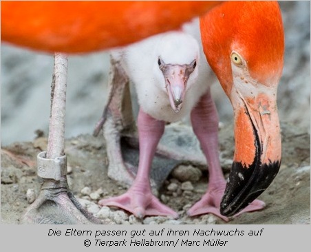 Flamingo-Küken zwischen den Beinen der Mutter