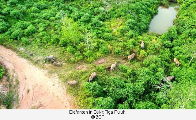 Elefanten im Gelände von Bukit Tiga Puluh  