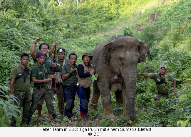 Helfer-Team mit einem Sumatra Elefant in Bukit Tiga Puluh  