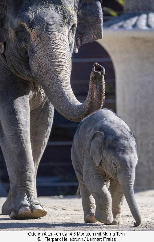Elefant Otto mit Mama Temi